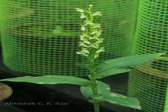 Habenaria gibsonii